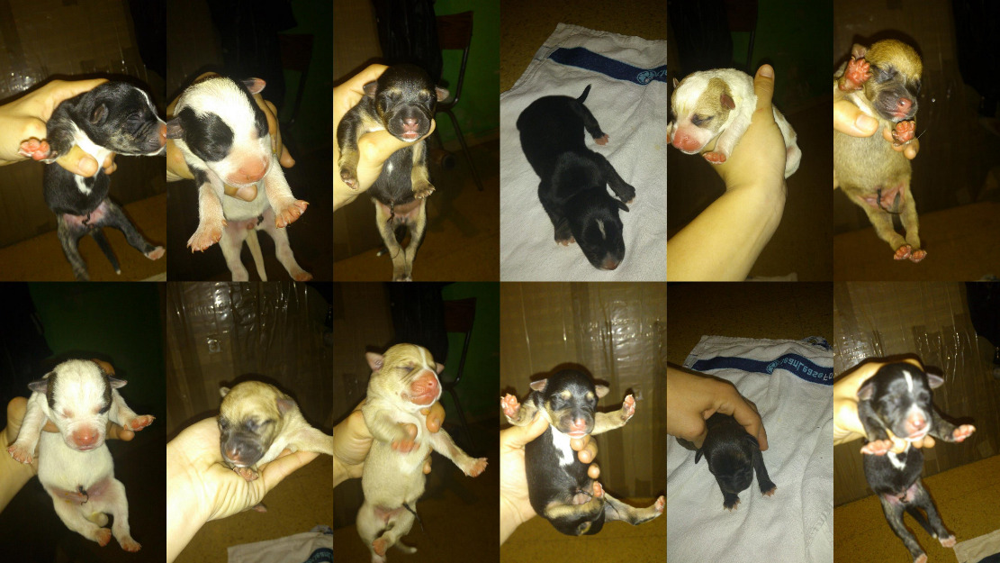 Se regalan cachorros cruce de pastor aleman X presa