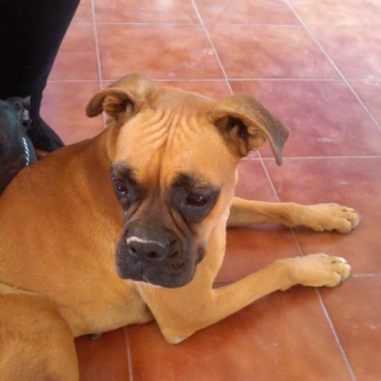 URGE, SE REGALAN PERRITOS MESTIZOS DE BOXER.