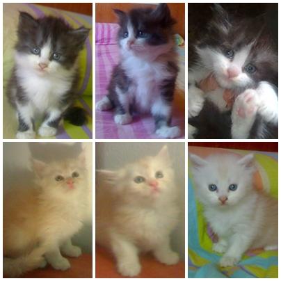 vendo gatos a 70 euros