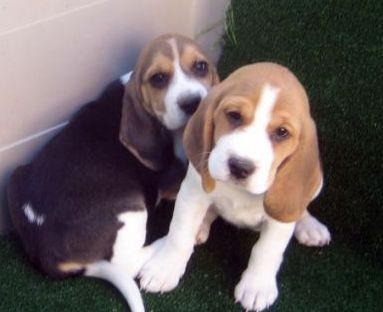 Beagles, excelentes cachorros con mucho