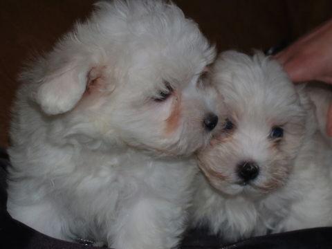 Bichon Maltés, camada con garantía sanitaria