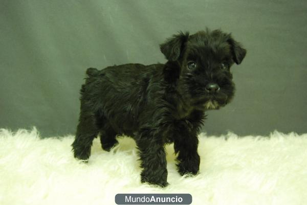 Cachorros de schnauzer miniatura en valencia