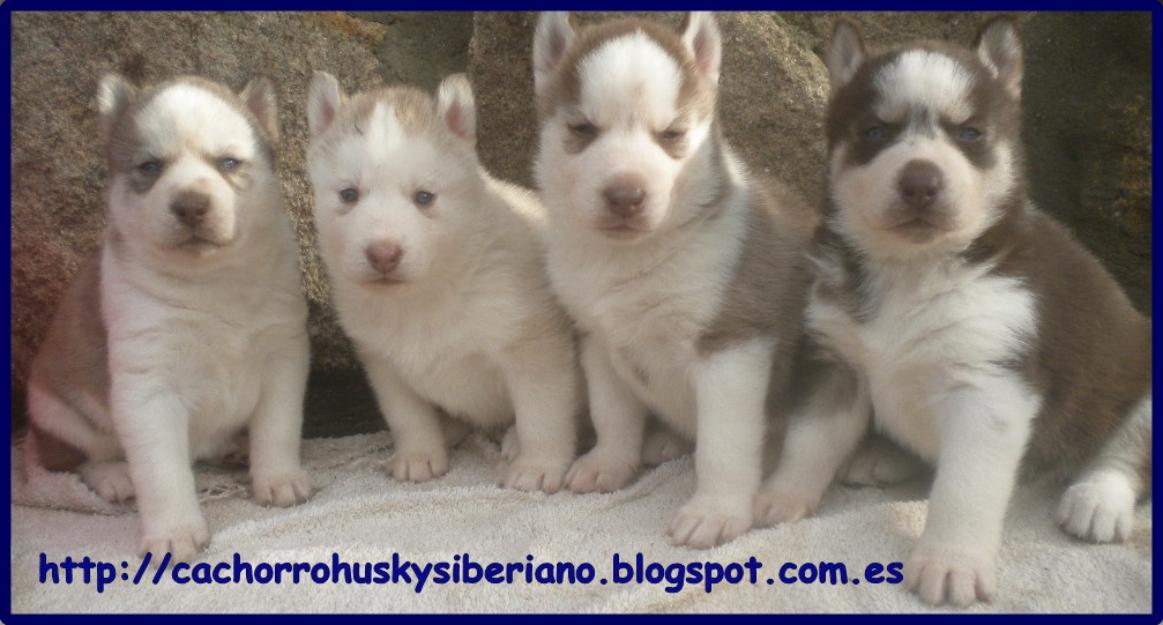 Cachorros Husky Marrones y Blancos con Ojos Azules
