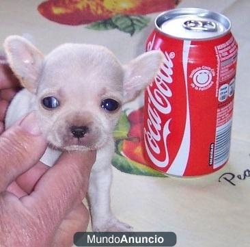 REGALO Chihuahuita