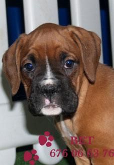 Se vende camada de Boxer, impresionantes