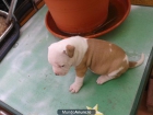 Se venden 5 cachorros de pitbulls - mejor precio | unprecio.es