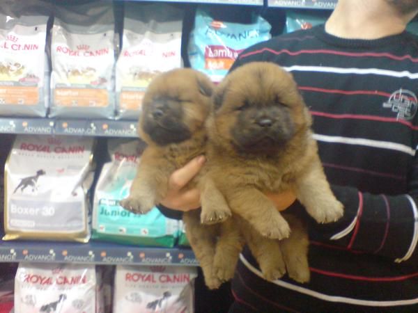 CACHORRITOS DE CHOW CHOW, PRECIOSOS 300 EUROS