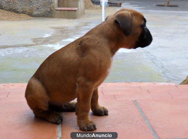 CACHORROS BOXER