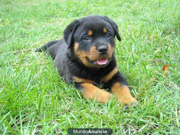 cachorros de rottweiler