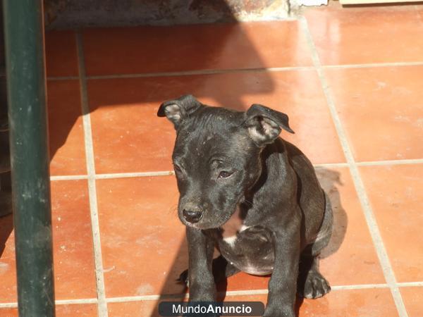 Camada de staffordshire Bull Terrier 425€