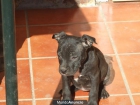 Camada de staffordshire Bull Terrier 425€ - mejor precio | unprecio.es