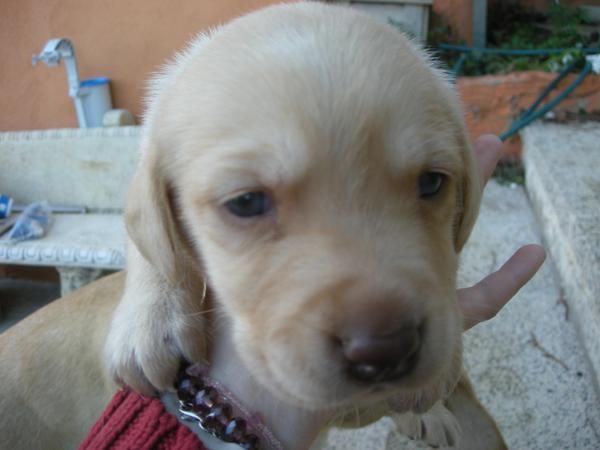 Labrador cachoros