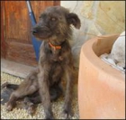 Maya, preciosa en adopción, buenísima y cariñosa, le das un hogar? - mejor precio | unprecio.es