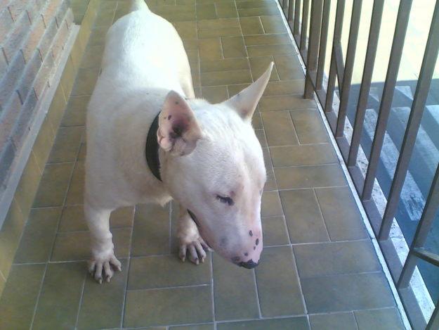 Mini bullterrier