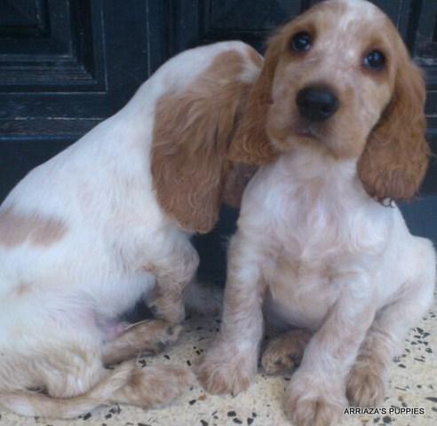 oferta cocker spaniel ingles