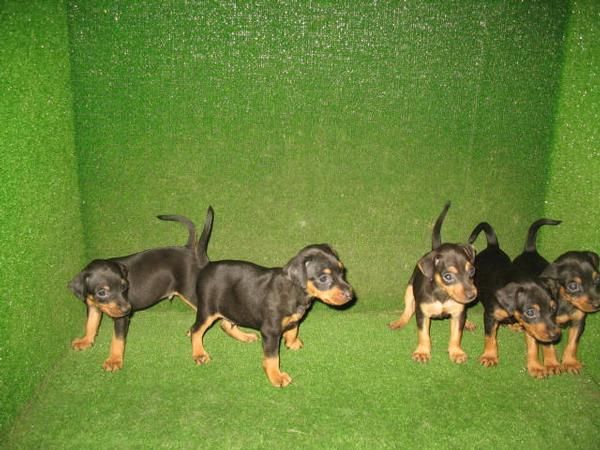 PINSCHER MINI 250 euros