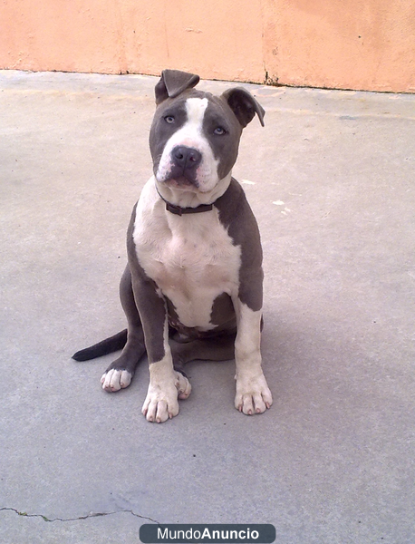 pitbull blue