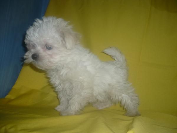 PRECIOSA CAMADA BICHON MALTES