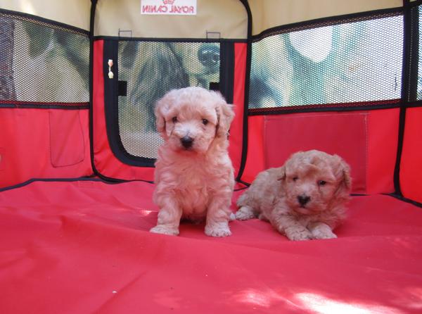 Preciosas camadas de Caniche Toy, abrigots y negros con pedigri.