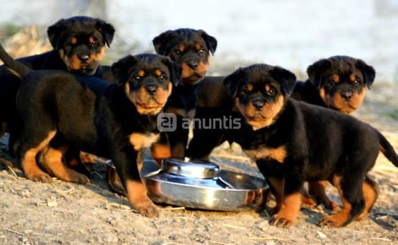 Rottweilers excelentes de gran clase