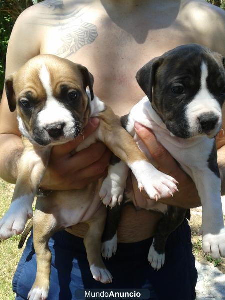 se vende cachorros de american stanfordshire terrier