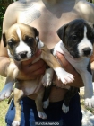 se vende cachorros de american stanfordshire terrier - mejor precio | unprecio.es