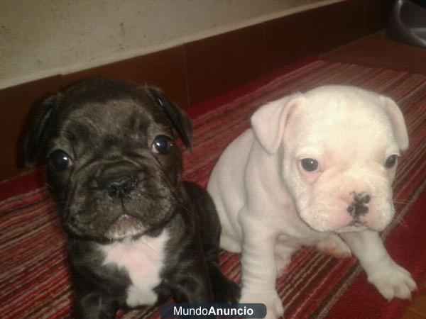 vendo 2 ultimos cachorros de bulldog frances