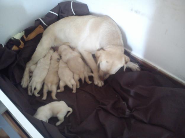 Vendo cachorros de labradores con pedigre