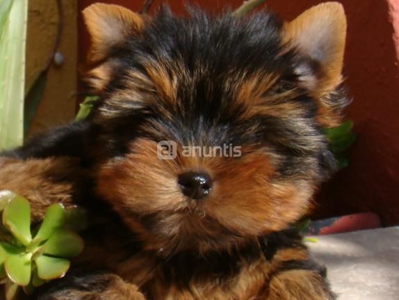 yorkshire terrier preciosos cachorritos