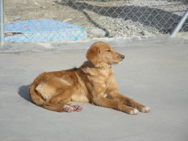 BELLA. Preciosa cruce de golden de un año. GPAR.