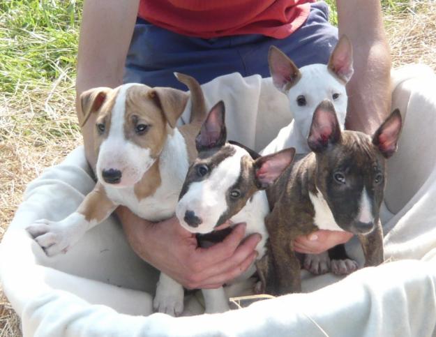 Bullterrier miniatura Preciosos cachorros