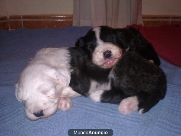 CACHORROS BOBTAIL