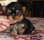 Camada Yorkshire Terrier Minis 120  Transportes Incluidos