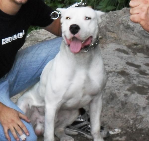 Dogo Argentino para montas