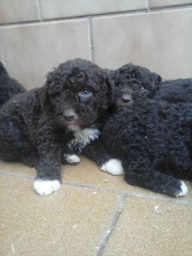 Venta de cachorros de perros de Agua.