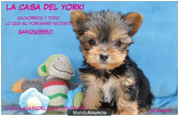 250 Eur YORKSHIRE DE PURA RAZA Y OTRAS RAZAS