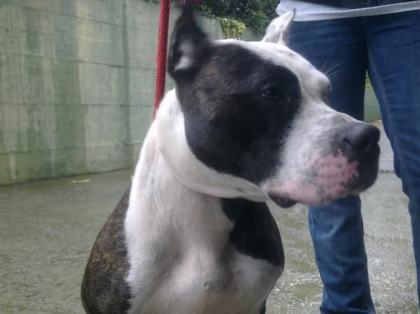 ADOPCION URGENTE AMERICAN STAFFORDSHIRE