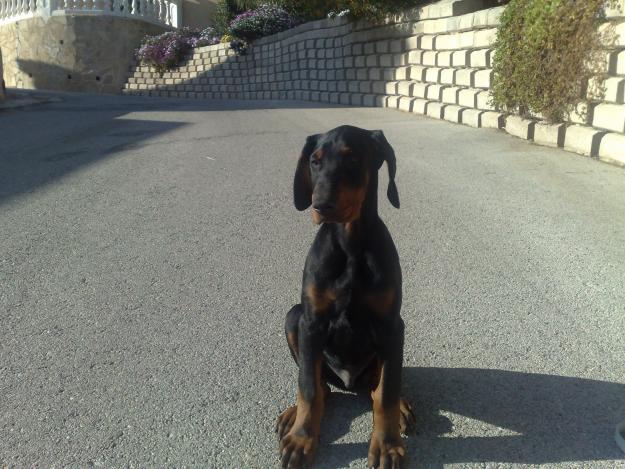 Cachorro Dobermann