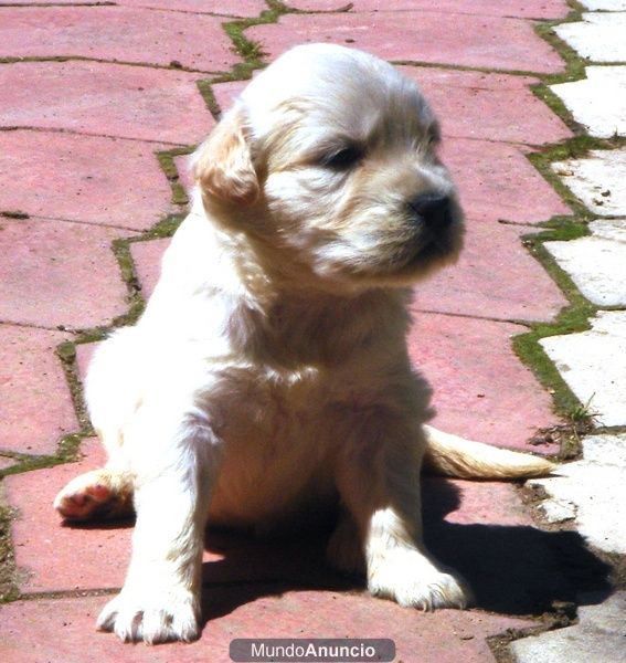 CACHORROS DE GOLDEN RETREVIER 500