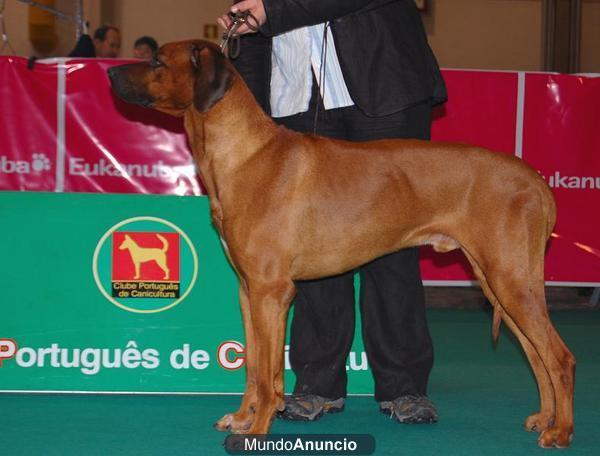 Cachorrros Rhodesian Ridgeback