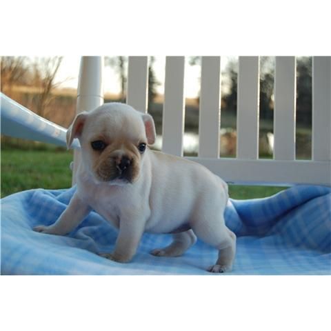 Fantasticos cachorritos de bulldog frances 165