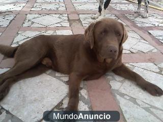 Labrador chocolate para montas