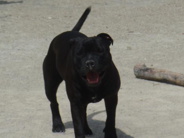 OFREZCO MACHO DE stanford shire bull terrier PARA MONTAS