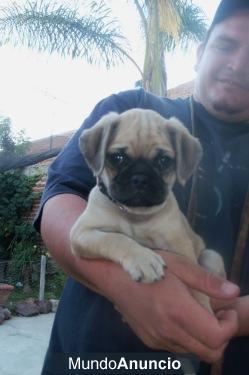 Pug Cachorro Hermoso  Pug Cachorro Hermoso