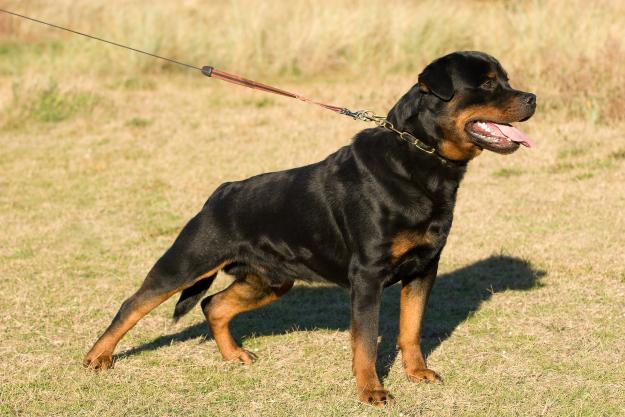 rottweiler para montas.CAMPEÓN DE ESPAÑA 2008.