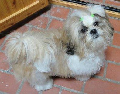 se ofrece macho shih tzu con pedrigree para montas