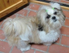 se ofrece macho shih tzu con pedrigree para montas - mejor precio | unprecio.es