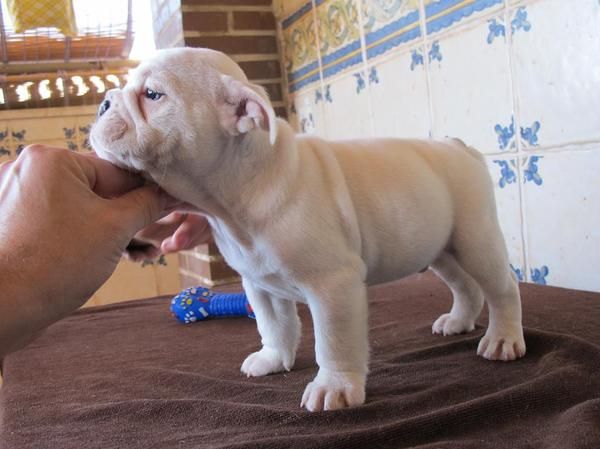 se vende bulldog ingles blanco