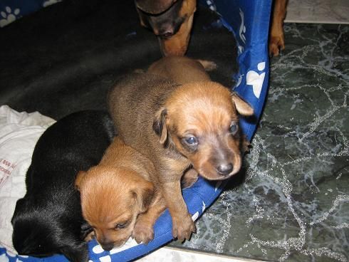 SE VENDEN CACHORROS DE MINI PINCHER 375