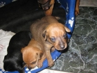 SE VENDEN CACHORROS DE MINI PINCHER 375 - mejor precio | unprecio.es